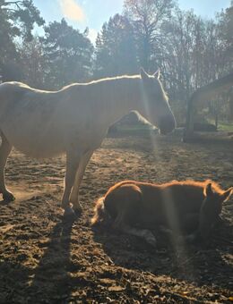 Ung. WarmblutStute mit Fohlen - Mühlenbecker Land