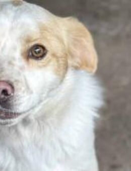 Marshell ist ein sanfter Bub 🐾 - Elsdorf (Nordrhein-Westfalen)