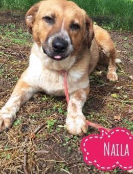 Naila eine freundliche Hündin - Flörsheim-Dalsheim