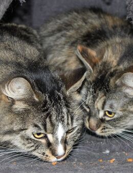 Einzelprinzessin aus dem Tierschutz sucht Zuhause - Templin