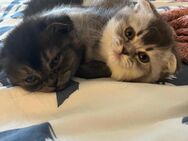 Zuckersüße Katzenbabys abzugeben – BKH x Maine Coon Mix - Berlin