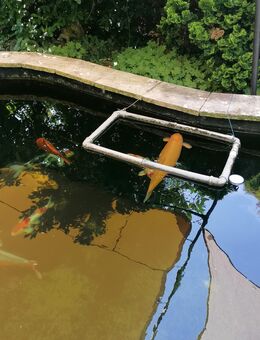 Koi zu verkaufen - Fürstenstein