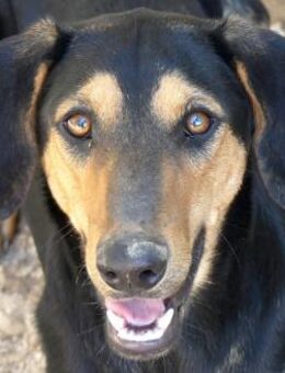 Kiss -offen und liebenswert- - Oldenburg