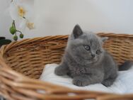 Süße bkh Bärchen in blau grau blue britisch kurzhaar kitten kater katze - Bad Laasphe