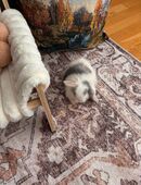 Minilop Zwergwidder Baby in 54294