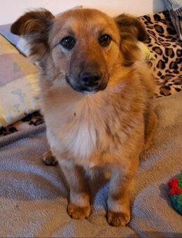 Aktive Floh sucht neuen Wirkungskreis - Treia