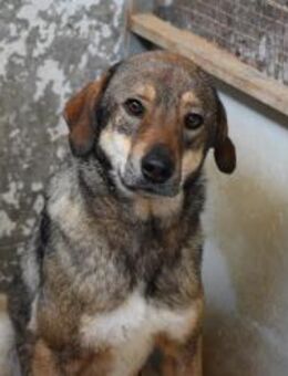 Aira Sonnenschein auf vier Pfoten - Eixen