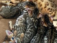 Bengal kitten reinrassig 🥰 - Hahnstätten