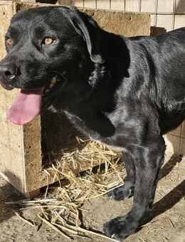 MANNY - wunderschön auf 3 Beinen - Weilheim (Oberbayern)