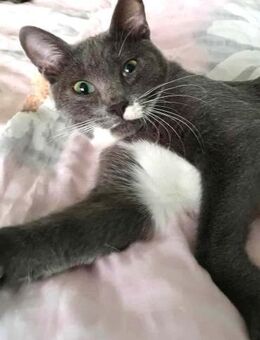 MOTTY - (Jung,verschmust) - Köln