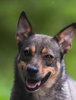 AVANA – ein zartes Herz,das endlich sicher sein möchte - Bochum