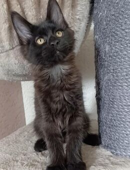 Maine coon Abgabebereit - Johanniskirchen