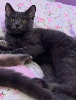 Bkh Ragdoll Kater 6 Monate jung - Osnabrück