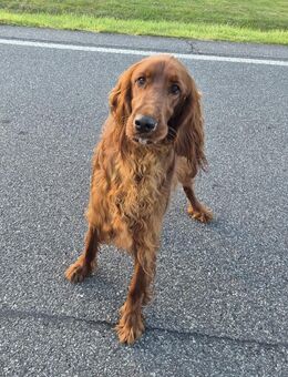 Irish Red Setter Welpen Wurfankündigung - Ochtersum
