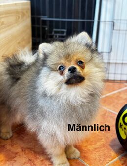 Pomeranian Zwergspitz Welpen - Essen (Oldenburg)