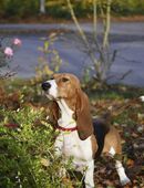 Bea sucht ein neues Zuhause. Eine Basset Artesien Normand Hündin. in 21391