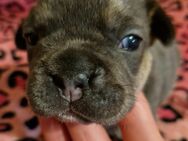 Französische Bulldoggen 2 Wochen - Gerbstedt