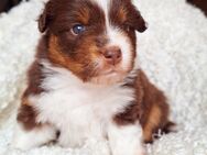 Mini Australian Shepherd Welpen - Troisdorf