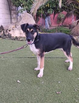 Daysi - Geilenkirchen