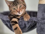 🐾 Verschmuster junger Kater (9 Monate) sucht liebevolles Zuhause 🐾 - Stuttgart