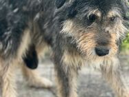 Henriette - ist noch abwartend - Willich