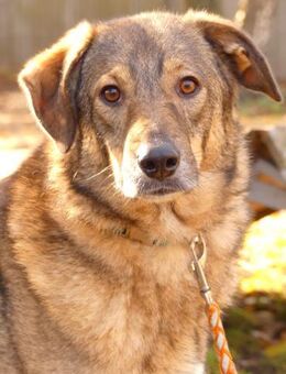 I N G O - eine sanfte SEELE....... - Kempen