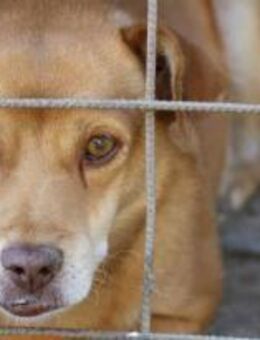 Pucky braucht Liebe und Zeit 🐾 - Elsdorf (Nordrhein-Westfalen)