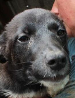 Fabius-lebensfroher Rüde, 2 J., 55 cm - Rösrath