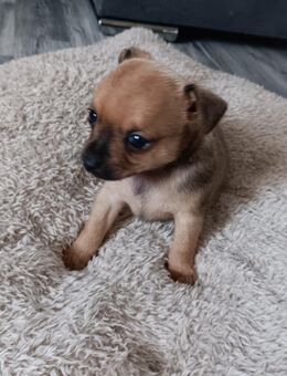 Süße Jack Russell Chihuahua Mix Welpen - Wolfhagen Zentrum