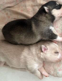 Pomsky Welpen zu verkaufen - Poppenhausen