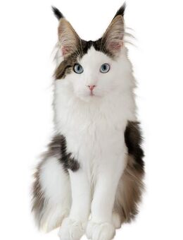 Maine Coon Polydactryl Kater mit blauen Augen - Großmehring