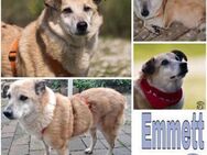 EMMETT -lieber, verträglicher Schmuser- - Duisburg