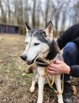Lilliom BE - Hübsche Husky-Dame - Neustadt (Rübenberge)