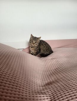 BKH Kitten abgabebereit - Husum (Schleswig-Holstein)