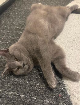 Reinrassige British Shorthair Katze – geimpft & entwurmt, nicht sterilisiert - Gelsenkirchen Neustadt