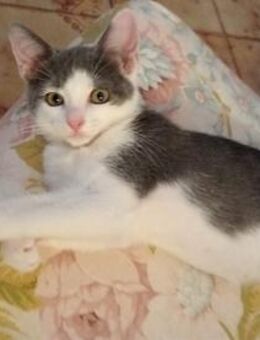 Geben Sie kleinem Sole ein Zuhause? - Neuss