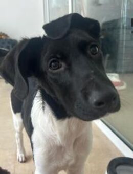 Hundebaby Sky - Talkau