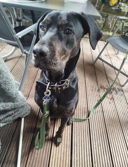 Cane Corso Mix Hündin 1,5 Jahre alt - Siegen (Universitätsstadt) Eiserfeld