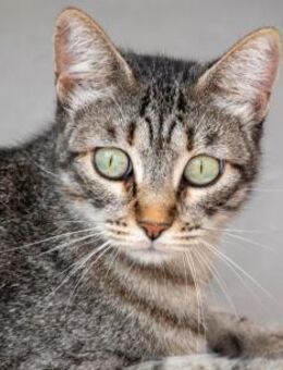 Lupe - schöne und zarte Katzenlady - Bad Camberg