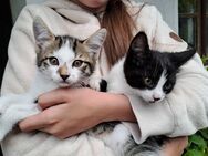 Katze in gute Hände abzugeben - Ebersberg