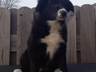 Border Collie- Australian Shepherd Welpen - Klein Belitz