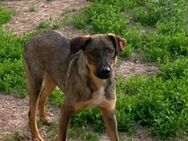 Buddy❤️sucht Pflege- oder Endstelle - Rott (Inn)