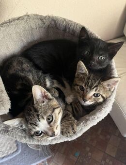 Kleinbleibende, hundeerfahrene Mix Kitten - Kehrig
