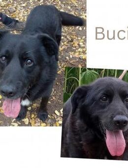 BUCI, sanfter Senior - Wendelstein