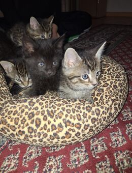 Kitten suchen neues Zuhause - Essen