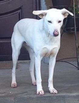 Hündin unkastriert - tapfere Josina - Rambin