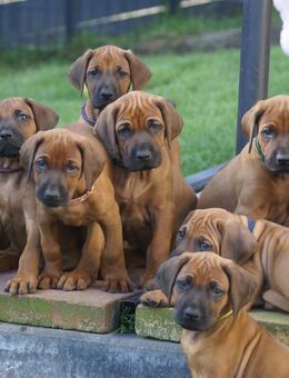 unsere wunderschönen Rhodesian Ridgeback Welpen sind bereit für neue Abenteuer ;- ) - Lohheide