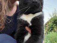 ❣️schmusiger Einzelkater Kingsley❣️ - Eislingen (Fils)