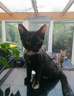 Bkh Mix kitten - Grevenbroich