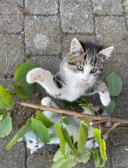 Babykatze männlich - Legau